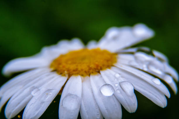 istock Daisy with drops of water, Macro 1128985491