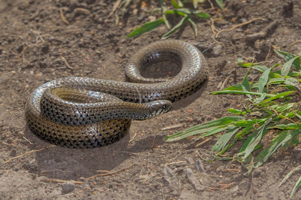 Closeup of a Juvenile Black Mamba snake, one of the most dangerous snakes in the world