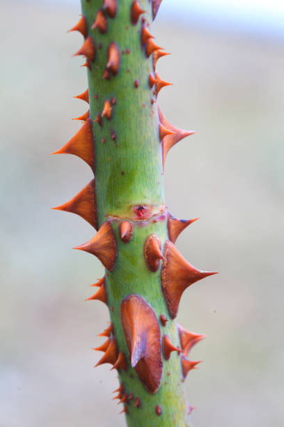 istock Stem of rose full of thorns 1128985705