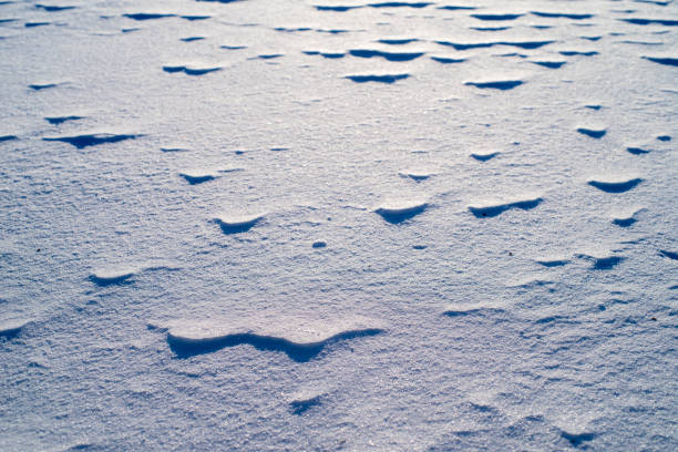 A snow covered field with a few rocks and some grass. The snow is deep and the grass is barely visible