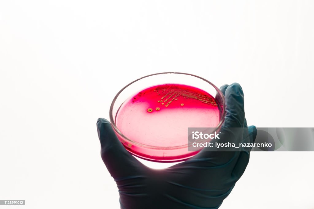 Petrischale mit Staphylokokken-Bakterien im medizinischen Labor - Lizenzfrei Agargel Stock-Foto