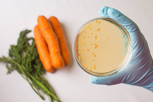 prueba las verduras crudas para escherichia coli - staphylococcus petri dish bacterium biology fotografías e imágenes de stock