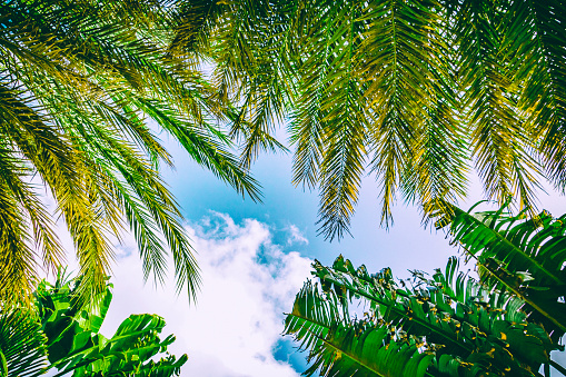 Tropical paradise below green palm trees