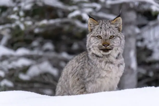 A Lynx Kitten poses for the camera, as seen in winter in the Canadian Rockies.