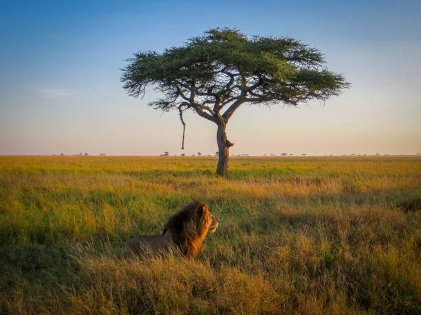 Lion on the Prowl on the Serengeti in Tanzania, Africa A lion on the prowl, in the early morning light, with an acacia tree in the background. On safari in Serengeti National Park, Tanzania, Africa. serengeti national park stock pictures, royalty-free photos & images