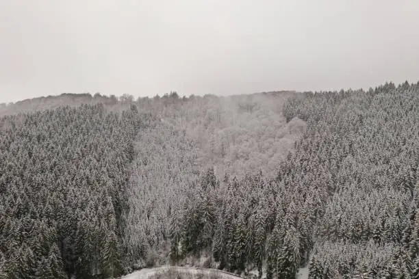 Foggy Winter Forest in the German Mountains