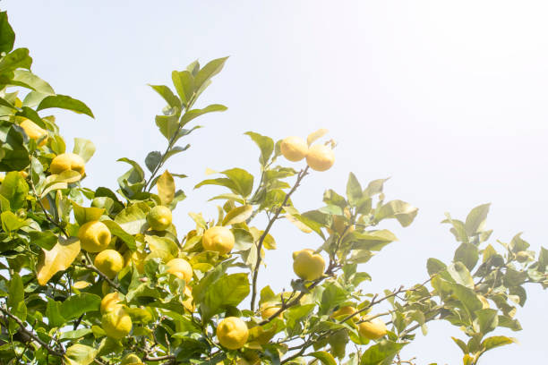 과일 레몬 트리 - agriculture branch cut flowers citrus fruit 뉴스 사진 이미지