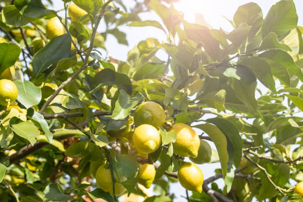 zitronenbaum mit früchten - agriculture branch cut flowers citrus fruit stock-fotos und bilder
