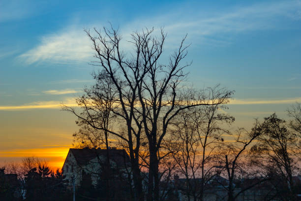 Beautiful colorful autumn sunset in countryside with wonderful light. Tree against the evening sky.