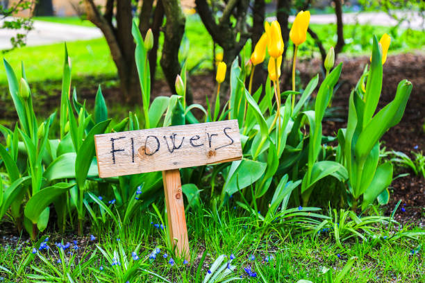 istock Flowerbed with yellow blooming tulips. 1128995725