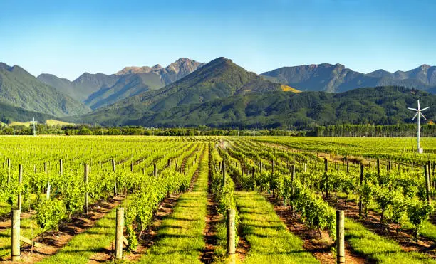 Vineyard in Blenheim, Marlborough, South Island, New Zealand.