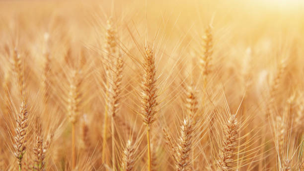 istock Summer-ripening golden wheat 1128996688