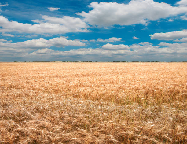 istock Summer-ripening golden wheat 1128997054