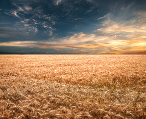 istock Summer-ripening golden wheat 1128997120