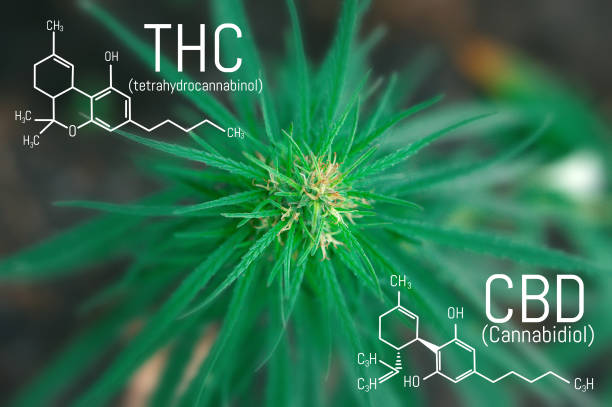 Medicinal cannabis with extract oil. Molecular structure medical chemistry formula hemp CBD - THC Medicinal cannabis with extract oil. Molecular structure medical chemistry formula hemp CBD - THC thc photos stock pictures, royalty-free photos & images