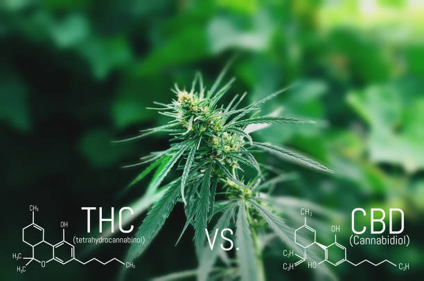 istock Medicinal cannabis with extract oil. Molecular structure medical chemistry formula hemp CBD - THC 1128997829