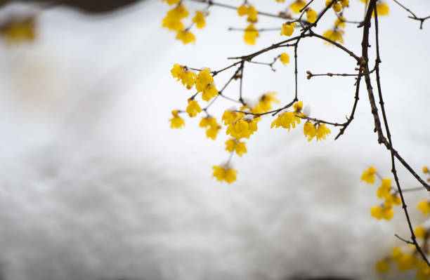 Golden Plum Blossoms Blooming in Spring
