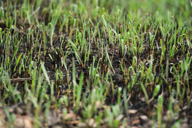 istock first fresh green grass close-up on a Sunny day. 1129002505