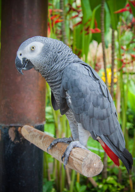 istock african grey parrot in Bali Birds Park 1129002670