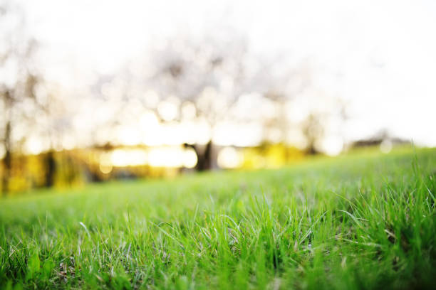 istock blooming apricot tree against green grass 1129002837