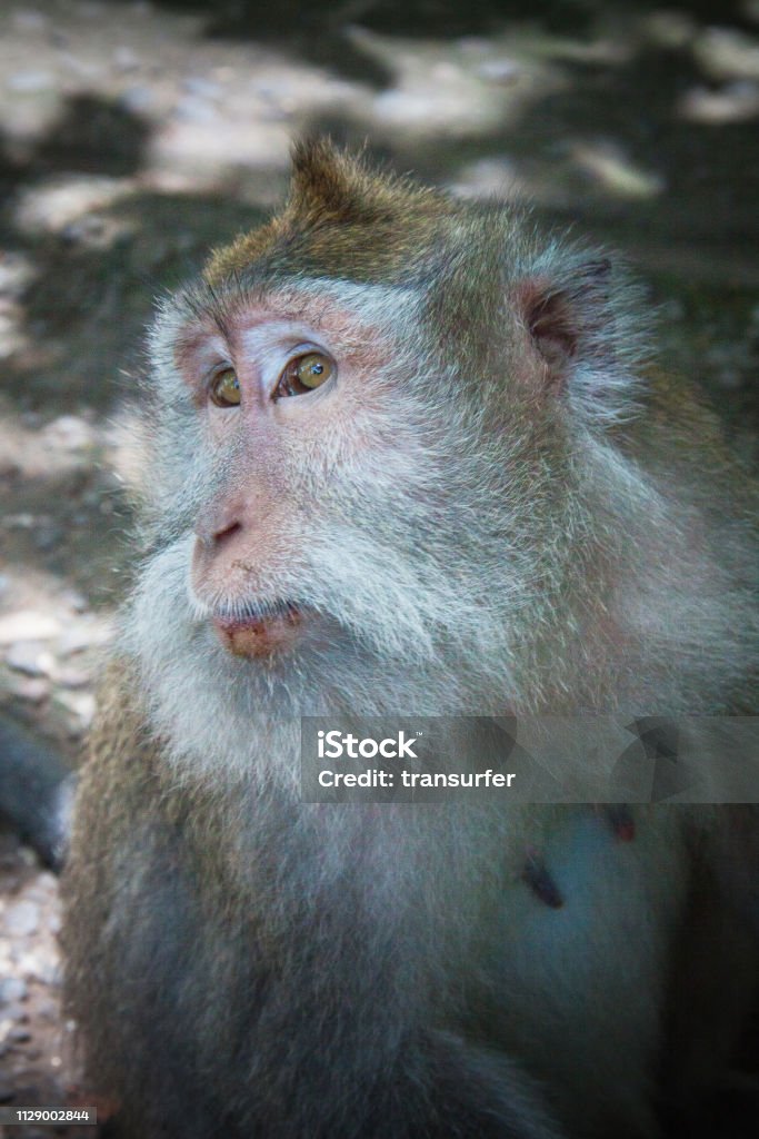 Foto de Macacos Engraçados Na Floresta Do Macaco Bali Indonésia e mais  fotos de stock de Animais em Extinção - iStock