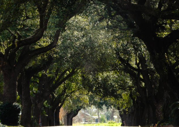 istock Liberty street tree tunnel 1129002973