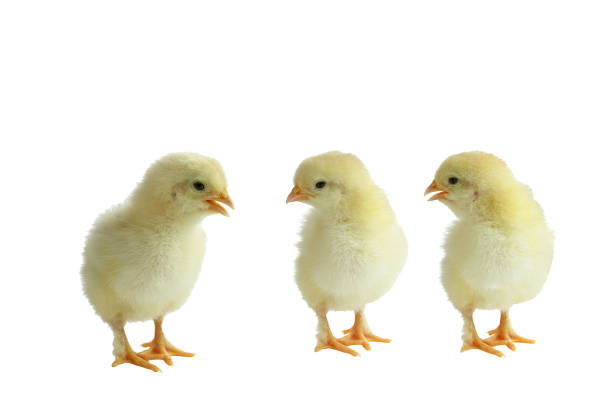 istock Three cute little yellow French Splash Copper Maran chicken / chicks 1129005255