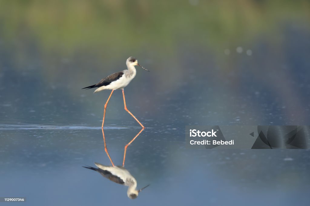 นกปีกดําให้อา นกปีกดําให้อาหารในตอนเช้า - ไม่มีค่าลิขสิทธิ์ กลางแจ้ง - การตั้งค่า ภาพสต็อก