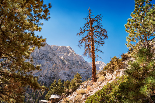 Stock photograph of dead ponderosa pine at Whitney Portal, Sierra Nevada, California, USA.