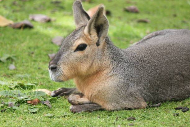 MARA PATAGONICA, CREOLE HARE, RODENT IN THE FOREGROUND, LYING ON THE GRASS stock photo