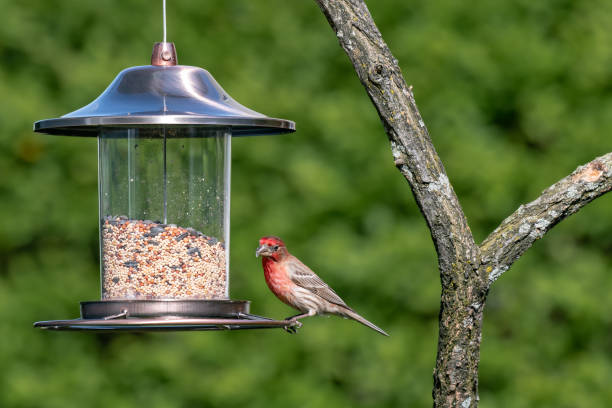 istock House Finch 1129012503