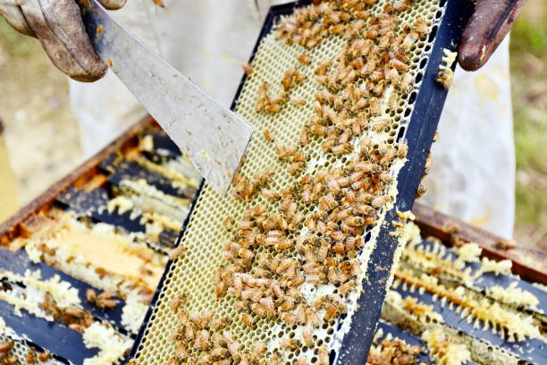 A close-up of Honey Frames with Honey and Bees