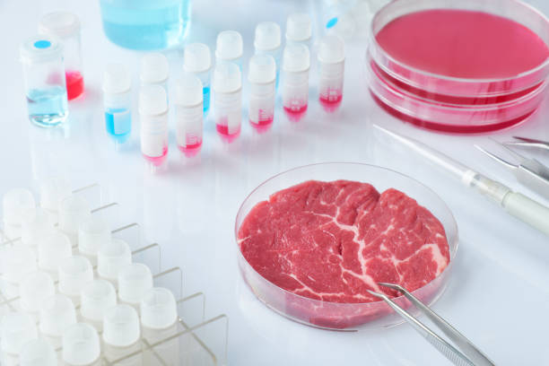 istock Meat sample in open disposable plastic cell culture dish in modern laboratory, clean meat concept 1129015264