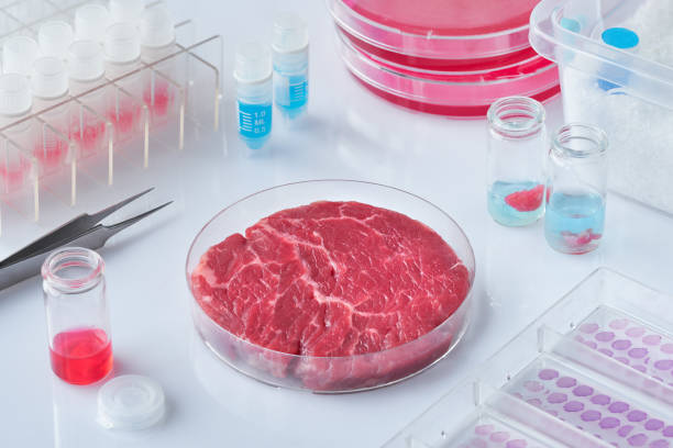 istock Meat sample in open  disposable plastic cell culture dish in modern laboratory or production facility 1129015340