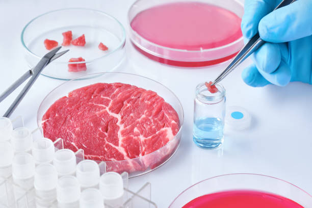 istock Meat sample in open  disposable plastic cell culture dish in modern laboratory or production facility 1129015374