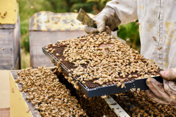 istock Brood Comb full of Honey Bees 1129015391