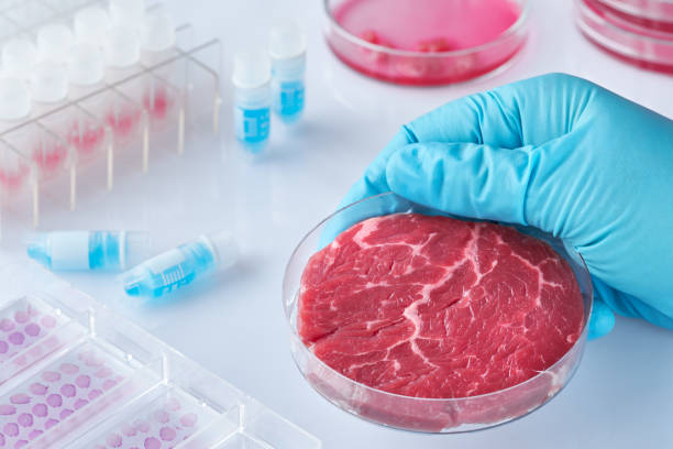 istock Meat sample in open  disposable plastic cell culture dish in modern laboratory or production facility 1129015414