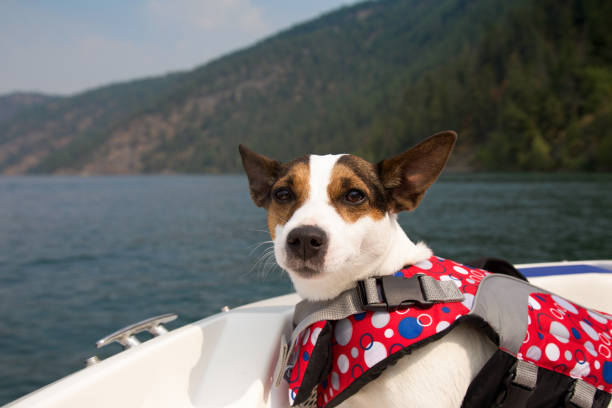 Jack Russell Terrier dog wearing a lifejacket while on a boat on lake on a sunny summer day