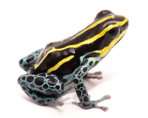 istock yellow striped poison dart frog, Ranitomeya ventrimaculata 1129019105
