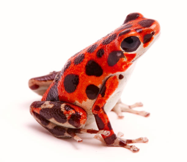 istock Poison dart or arrow frog, a morph found on Red Frog Beach 1129019106
