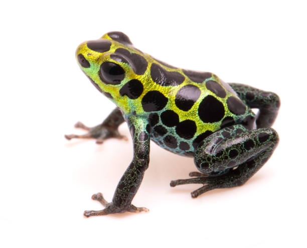 Poison dart frog, Ranitomeya variabilis Poison dart frog, Ranitomeya variabilis. Macro of a beautiful rain forest animal from the Amazon jungle of Peru. Isolated on a white background."n poison arrow frog photos stock pictures, royalty-free photos & images