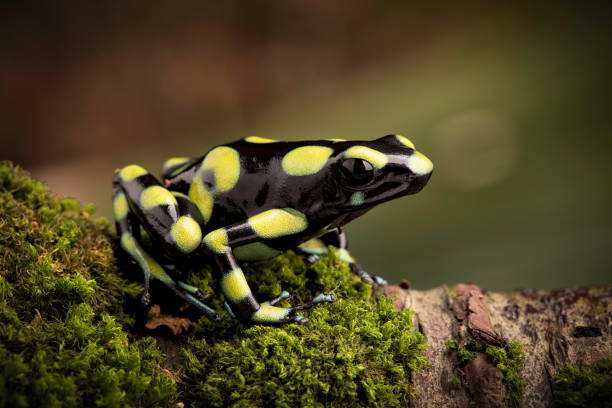 istock Dendrobates auratus, apoison dart frog 1129019143