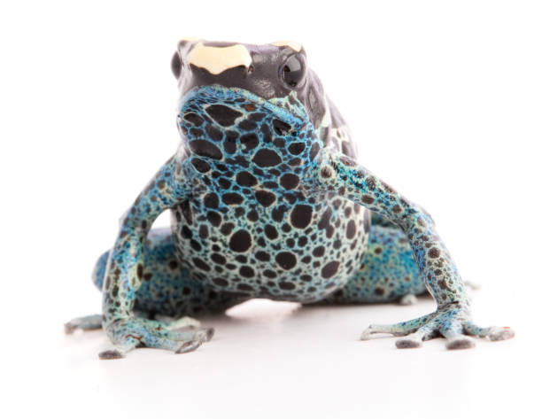istock Dendrobates tinctorius Powder Blue Dyeing Poison Arrow Frog 1129019156