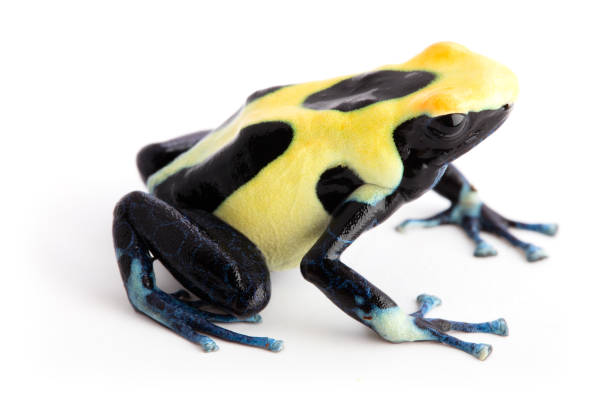 istock Yellow back poison dart frog Dendrobates tinctorius 1129019157