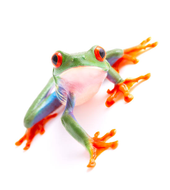 istock Red eyed monkey tree frog from the tropical rain forest 1129019164