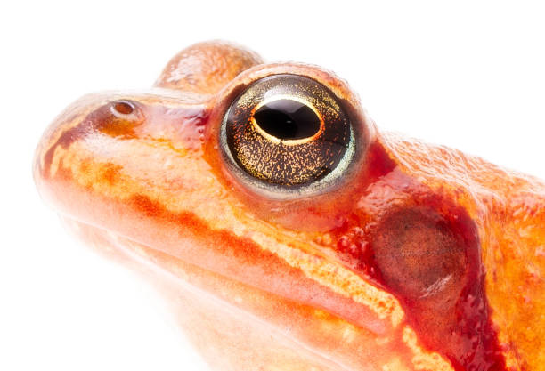 common grass frog on leafes