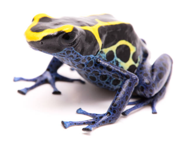 istock A blue yellow deying poison dart frog, Dendrobates tinctorius Kaw morph 1129019178
