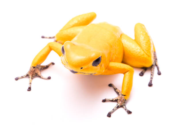 poison dart frog, Phyllobates terribilis golden yellow. Most poisonous animal from the Amazon rain forest in Colombia, a dangerous amphibian with warning colors. Isolated on white\