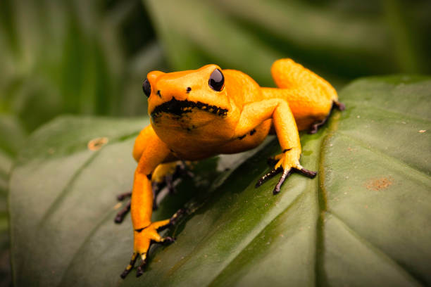 istock poison dart frog, Phyllobates terribilis orange 1129019200