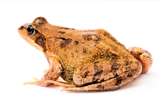 istock Common grass frog, Rana temporaria 1129019206